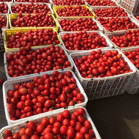 Tomatoes 